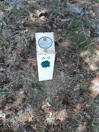 Imagen de ANTIGUO VIVERO FORESTAL DE LA CEBEDILLA situado en Lozoya, Madrid