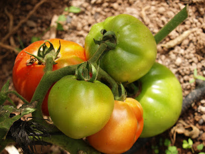 Imagen de Agricultura ecológica. Docente cursos agroecología. TALLERES DE PODA TECNICA DE ALTA PRODUCCIÓN DEL OLIVO situado en Les Alqueries, Castellón