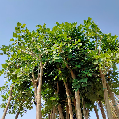 Imagen de Arboricultura Jordi Vicent situado en Alboraya, Valencia