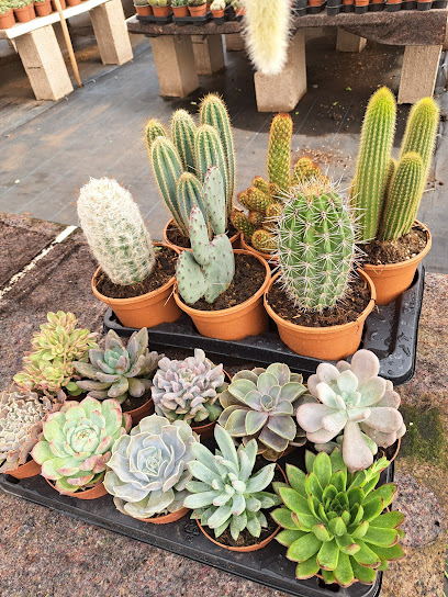 Imagen de AricoCactus SL situado en nan, Santa Cruz de Tenerife