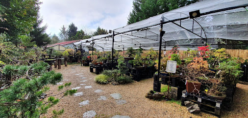 Imagen de BONSAI CENTER SOPELANA | Venta, diseño y cuidado de Bonsáis | Escuela de Bonsai situado en Sopela, Biscay