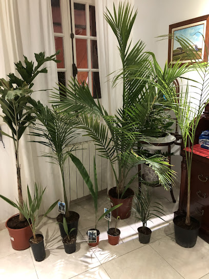 Imagen de BabyPalms Tienda de palmeras tropicales situado en Ceutí, Murcia