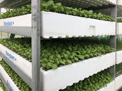 Imagen de Babyplant- Semillero de plantas situado en Santomera, Murcia