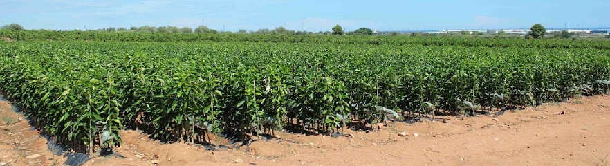 Imagen de Beniplant situado en Peniscola, Castellón