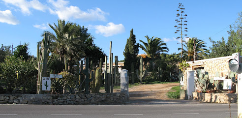 Imagen de Cactus Ibiza. Vivero de Cactus y Suculentas ( Lombribiza ) situado en Sant Josep de sa Talaia, Balearic Islands