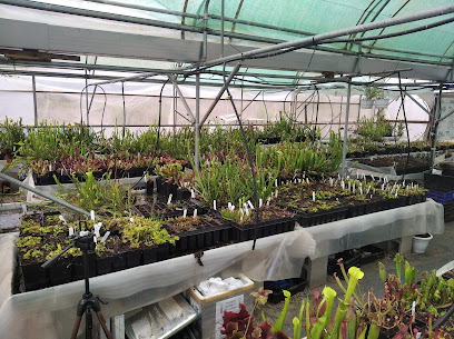 Imagen de Carniplant: Plantas carnívoras situado en Manacor, Balearic Islands