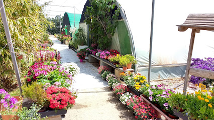 Imagen de Centro de Jardineria Azahar situado en Torre-Pacheco, Murcia