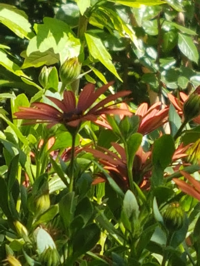 Imagen de Codina Jardinería situado en Tordera, Barcelona