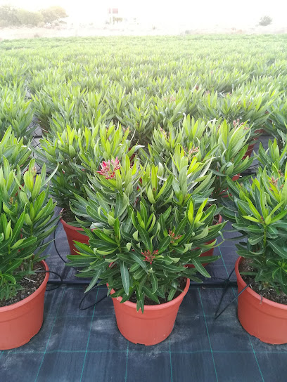 Imagen de Edeta Plantas Viveros situado en nan, Valencia