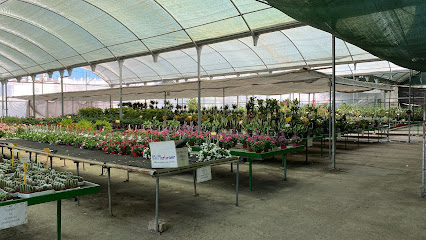 Imagen de Flores y Plantas Jurado, Vivero en Cabra situado en Cabra, Córdoba