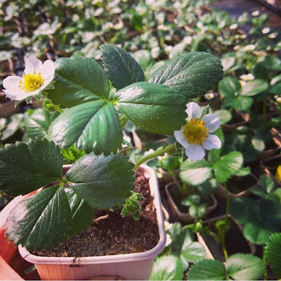 Imagen de Frutas Granda Sierra SC. Vivero situado en Gijón, Asturias