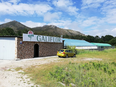 Imagen de Galiflor situado en Muros, A Coruña