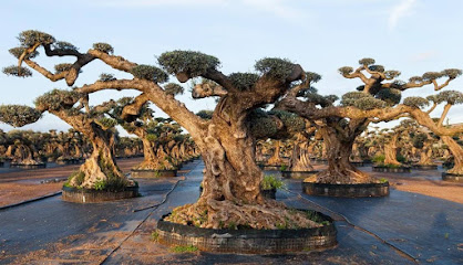 Imagen de Ginart Oleas - Viveros, Planta Monumental y Árboles de Gran Porte situado en Vinaròs, Castellón