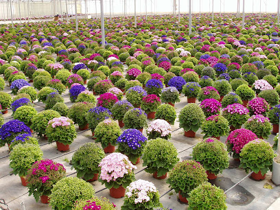 Imagen de Horticultura Aljufia / Producción situado en Hortichuela, Murcia