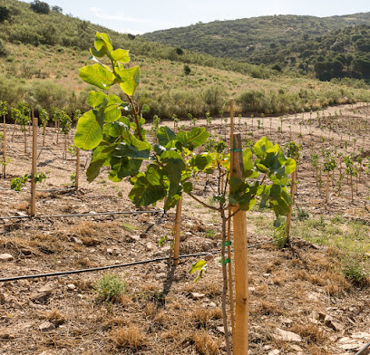 Imagen de INJERTOS VEGETALES · Plantas de pistacho injertada situado en Llerena, Badajoz