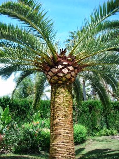 Imagen de Jardinería Gren Garden Sotogrande situado en Casares, Málaga