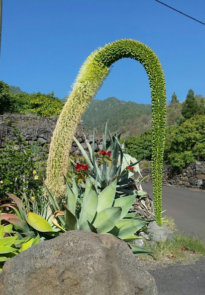 Imagen de Jardinería KATYFLOR situado en El Paso, Santa Cruz de Tenerife