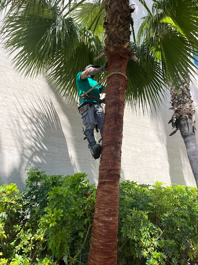 Imagen de Jardinespa Hnos situado en Sevilla, Sevilla