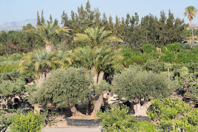 Imagen de La Finca Plantas situado en Elche, Alicante