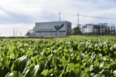 Imagen de Lloveras Plant | Vivero de plantas situado en Sant Andreu de Llavaneres, Barcelona