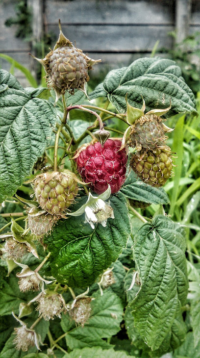 Imagen de Lurberry Vivero situado en Elkano, Gipuzkoa