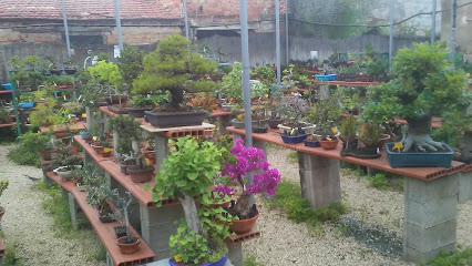 Imagen de MOYOGUI BONSAI, S.L. situado en Dolores, Alicante