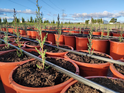 Imagen de MorenoPlant Cipreses situado en Polinyà de Xúquer, Valencia