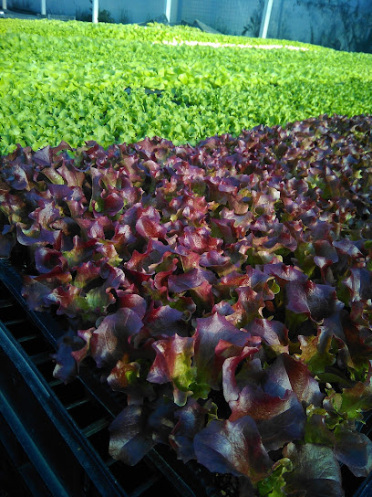 Imagen de O PLANTÍO, S.C. - Viveiro Hortícola situado en Cangas, Pontevedra