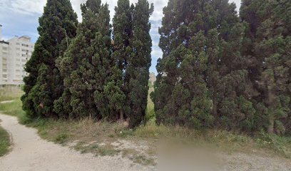 Imagen de Olive trees situado en El Puig de Santa Maria, Valencia