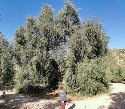 Imagen de Olivo de Fuentebuena situado en Arroyo del Ojanco, Jaén