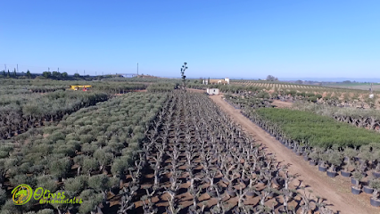 Imagen de Olivos Ornamentales - Vivero 2 - La Carlota situado en Écija, Sevilla