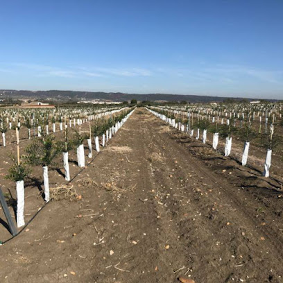 Imagen de Olivos Viveros Eliossana situado en nan, Toledo