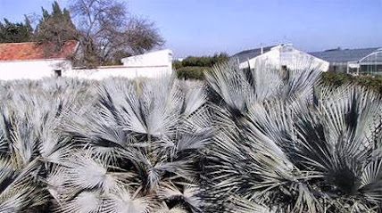 Imagen de PALMASUR Viveros - Pépinière - Nursery situado en nan, Alicante