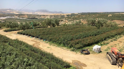 Imagen de PISTACHOS AL-ANDALUS y PITAYAS AL-ANDALUS(PITAYAS) situado en Alcalá del Valle, Cádiz