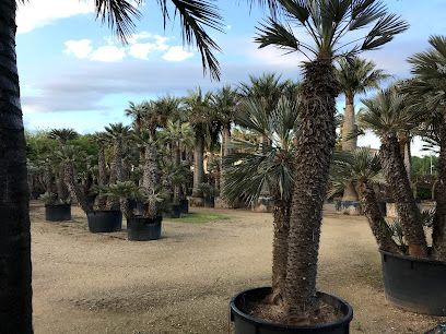 Imagen de Palm Ter situado en Anglès, Girona