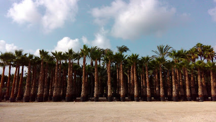 Imagen de Palmeras Coves situado en Matola, Alicante