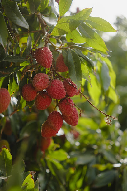 Imagen de Persea Nurseries | Viveros tropicales situado en Algarrobo, Málaga