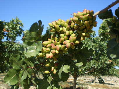 Imagen de Pistachos del Valle situado en nan, Ciudad Real