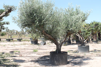 Imagen de Plantaciones de Elche S.L situado en Elche, Alicante