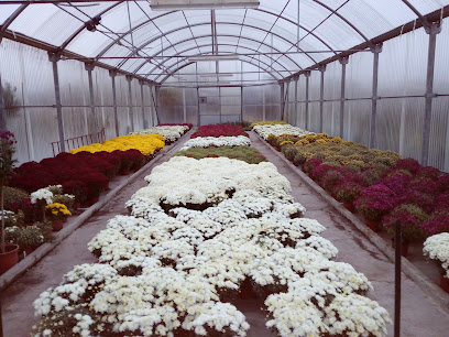 Imagen de Plantas Núñez situado en Villalba de Duero, Burgos