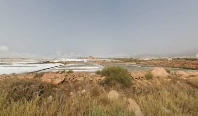 Imagen de Plantas Suculentas situado en Ensenada San Miguel, Almería