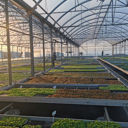 Imagen de Planteles Lloveras S.L. situado en Sant Andreu de Llavaneres, Barcelona