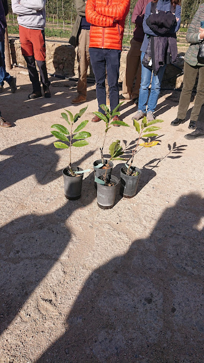 Imagen de Planter de Forestal Catalana, SA situado en Riells i Viabrea, Girona