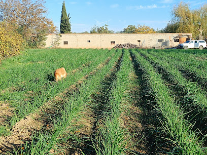 Imagen de Planters i Calçots Vicenç situado en Benavent de Segrià, Lleida