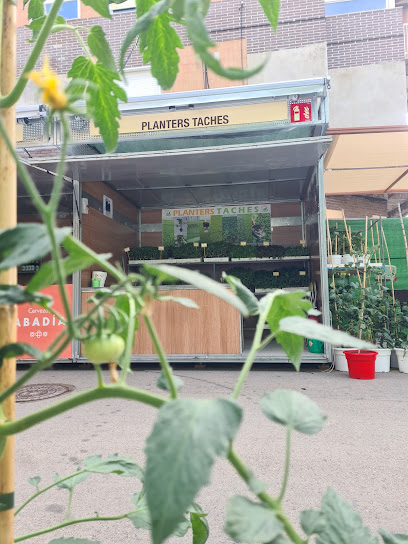 Imagen de Planterstaches, El Perello situado en El Perelló, Valencia