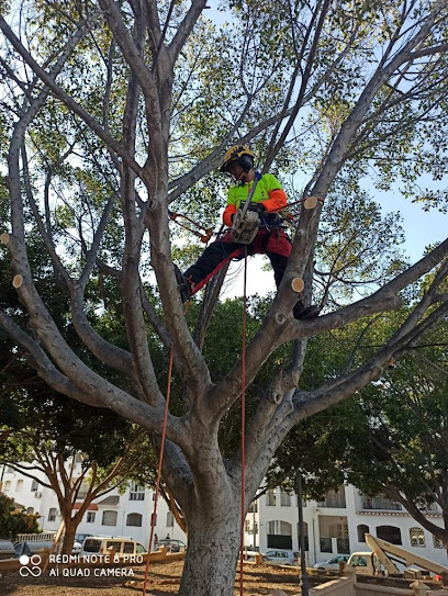 Imagen de Poda palmeras y árboles Lunarbolista situado en Turre, Almería