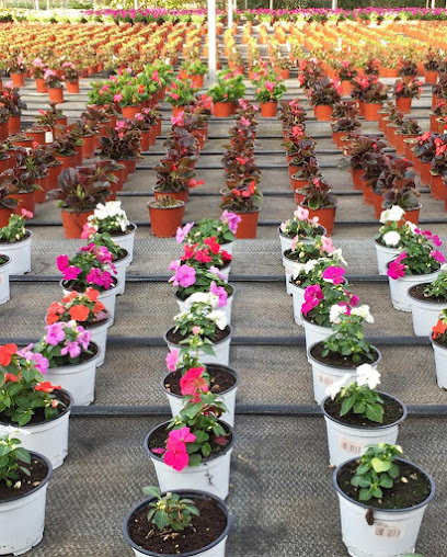 Imagen de Produccions Ornamentals Cort Rovira situado en Reus, Tarragona