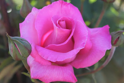 Imagen de Rosas De Extremadura situado en Badajoz, Badajoz