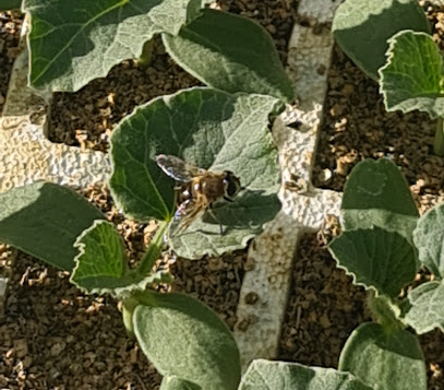 Imagen de SEMILLEROS FRUTOPLAN situado en Herencia, Ciudad Real