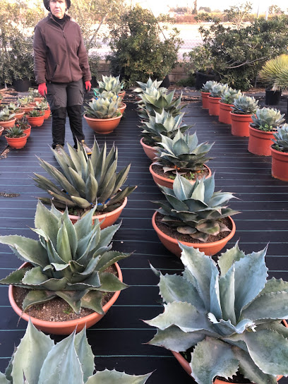 Imagen de Santiago Perez Jardineria, S.L. situado en Elche, Alicante